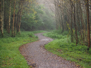 Wall Mural - Footpath in a forest park with green trees and fog. Calm and relaxing nature scene. Nobody. Selective focus. Natural colors