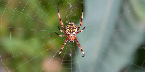Big spider on the web