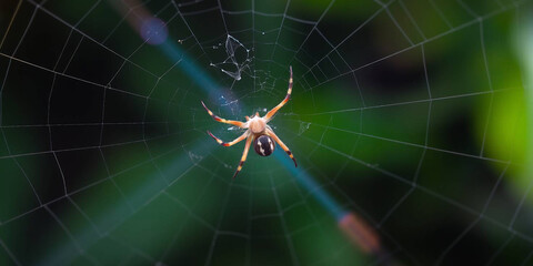 Big spider on the web