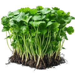Aufkleber - fresh coriander leaves with roots attached, vibrant green and healthy, isolated on transparency back