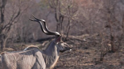 Wall Mural - a close up tracking clip of a male greater kudu walking at kruger national park of south africa