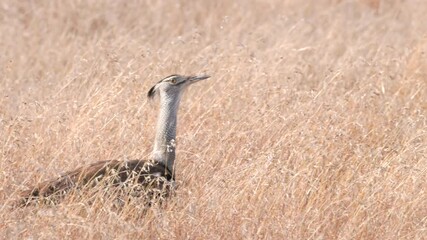 Wall Mural - a tracking shot of a kori bustard walking in long grass at kruger national park of south africa
