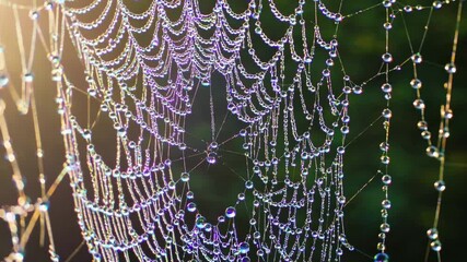 A close-up view of a spider web adorned with dew drops. The intricate patterns of the web glisten in the light, showcasing nature's beauty and detail.
