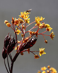 Wall Mural - yellow small flowers of blossoming maple tree at spring