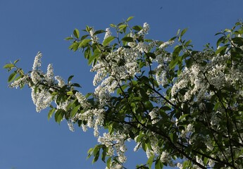 Wall Mural - clusters white flowers of Prunus padus tree at spring