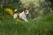 © Anna Averianova - Jack Russell dog takes a long leap across a patch of green meadow. Trees and yellow bushes make a lush natural background.