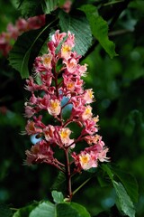 Wall Mural - Aesculus Carnea - dog chestnut with pink flowers close up