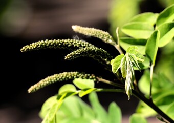 Wall Mural - flower buds  of Amorpha fruticosa bush at spring close up 