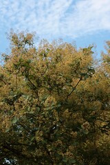 Wall Mural - blossoming decorative tree  Cotinus coggygria at spring