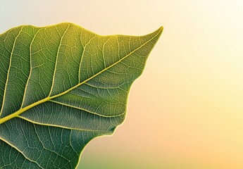 Poster - A closeup of green plants with blurred background and natural ecology creates a concept of fresh and soft textured wallpaper with a view of tree foliage in summer