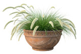 Decorative Ornamental Grass in Classic Terracotta Planter on Transparent Background  ,ai generated