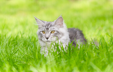 Poster - Adult Maine coon cat lying on green summer grass