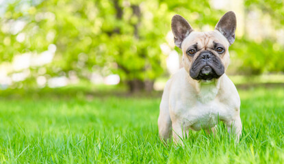 Poster - French bulldog puppy standing on green summer grass and looking at camera. Empty space for text