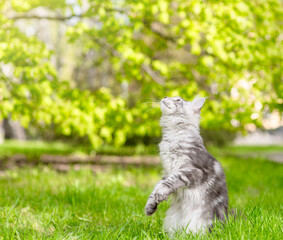 Poster - Adult maine coon cat hunting on green summer grass and looking away and up. Empty space for text