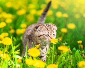 Aufkleber - Tiny kitten sniffs a dandelion on green summer lawn
