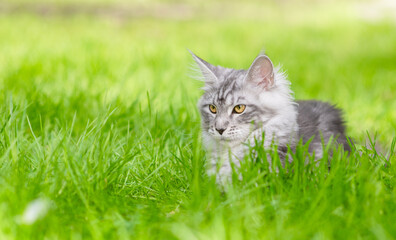 Poster - Portrait of a adult Maine coon cat lying on green summer grass and looking away. Empty space for text