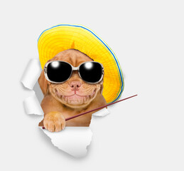Leinwandbilder - Smiling Mastiff puppy wearing  sunglasses and summer hat looking through the hole in white paper and points away on empty space