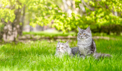 Poster - Two adult maine coon cats sit on green summer grass together and look at camera. Empty space for text