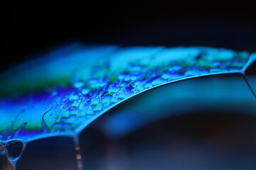 Poster - Bright rainbow spots of liquid on black background, blue colours, surrealistic pattern, fantastic smooth movement