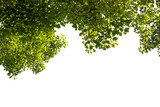 green leaves on transparent background