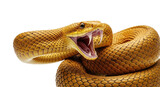 A visually striking golden snake in a threatening pose, mouth open and fangs visible. Dynamic vector art illustration ideal for themes of danger or power.