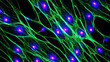 © Moonroad - Fluorescent fibroblast cell culture showing bright blue nuclei and green cytoskeleton under microscope light