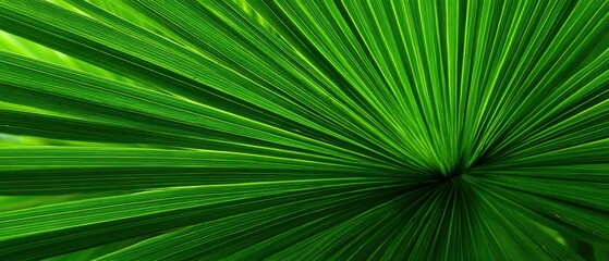Poster - Close-up of vibrant green palm frond showing radiating lines and texture; tropical foliage in natural light; abstract botanical detail of exotic plant life