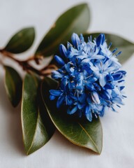 Poster - Close-up of vibrant blue Scilla flower with green leaves against white background, studio shot, botanical beauty, floral arrangement
