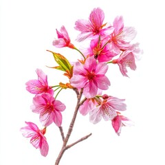 Poster - Pink cherry blossoms blooming on a branch against a white background close up studio shot spring season