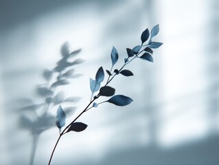 Poster - Delicate branch with leaves casting shadow on soft background, studio shot, botanical art, nature still life, ethereal mood
