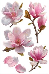 Poster - Elegant Magnolia Blossom Arrangement Isolated on White Background Artistic Floral Illustration