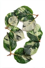 Poster - Ficus Leaves Arrangement on White Background Close-up Flat Lay Still Life Green and Variegated Foliage Botanical Composition