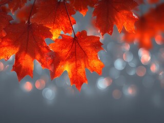 Poster - Autumn maple leaves glowing with sunlight close up macro shot in nature with bokeh background