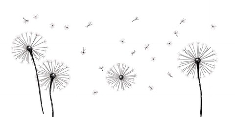 Poster - A minimalist illustration of dandelions with seeds floating on a white background design art