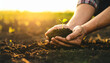 © bazou - Protecting Our Planet Hands Gently Holding a Seedling in Rich Soil at Sunset
