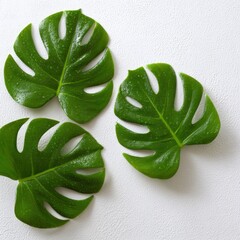 Poster - Three Monstera Deliciosa Leaves with Water Droplets on White Textured Background Flat Lay Studio Shot