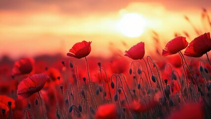 Poster - A picturesque scene of red poppies growing in a lush green field with the sun setting in the background