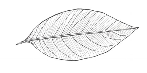 Poster - A detailed monochrome sketch of a single leaf with prominent veins on a white background