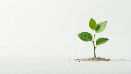 Small tree sapling, stark white backdrop Minimalist depiction , vertical, outdoor