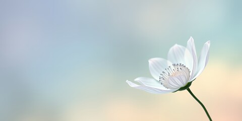 Poster - A delicate white flower blooms against a soft pastel background with a single green stem visible