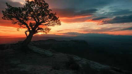 Poster - A solitary tree sits atop a cliff, surrounded by open landscape