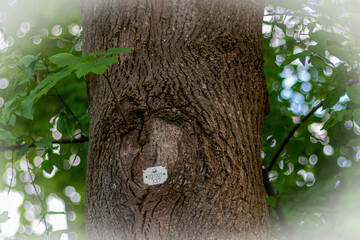 Tag with number at tree bark. Tree numbering plates with numbers on the trunks. Accounting for trees in the forest. Protection of the environment, ecosystems