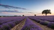 © Elena - Paisaje de campo de lavanda al atardecer con árbol al fondo