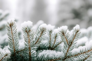 Wall Mural - Close-up of snow-covered pine tree branches with green needles in a winter outdoor setting.