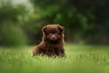 cute chocolate spitz puppy sitting on a green lawn, beautiful portrait of a pet