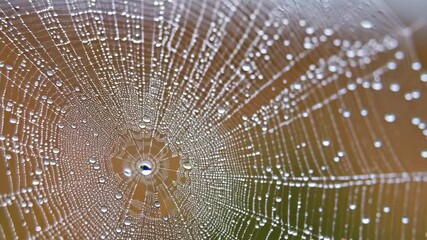Delicate spiderweb covered in dewdrops glistening in morning light with symmetrical radial pattern against blurred natural background