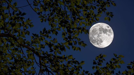 Wall Mural - Luminous full moon glowing behind silhouetted tree branches, creating serene nocturnal landscape with deep blue sky and tranquil celestial beauty