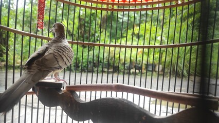 bird in the cage