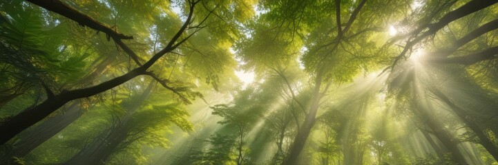  Golden rays pierce emerald canopy, deep woods interior, light, ecosystem, natural