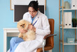 © Pixel-Shot - Female veterinarian examining cute Pomeranian dog in clinic